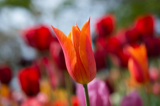 Flor colorida da flor da tulipa no jardim