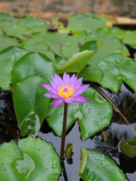 Foto flor colorida de delicada flor aquática no lago do jardim