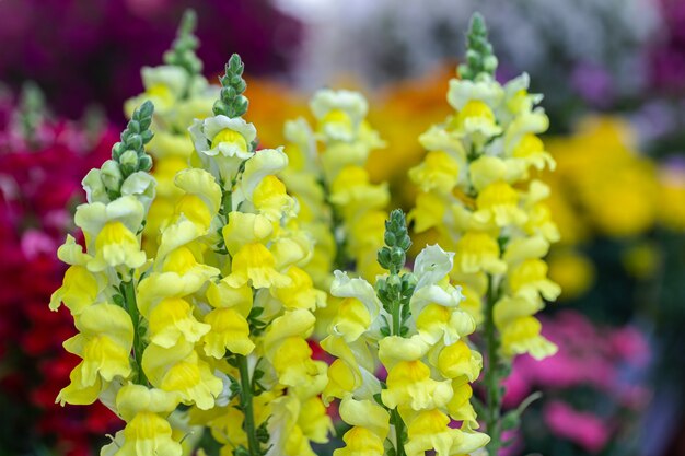 Flor colorida de Snapdragon