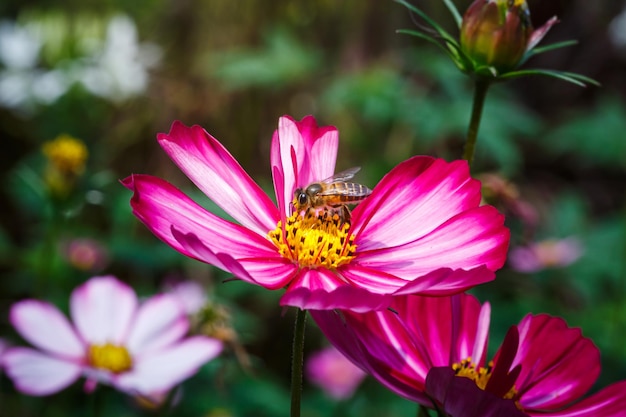 Flor colorida do cosmos do close up com abelha