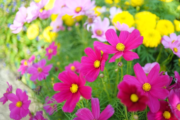 Flor colorida do cosmos florescendo no jardim