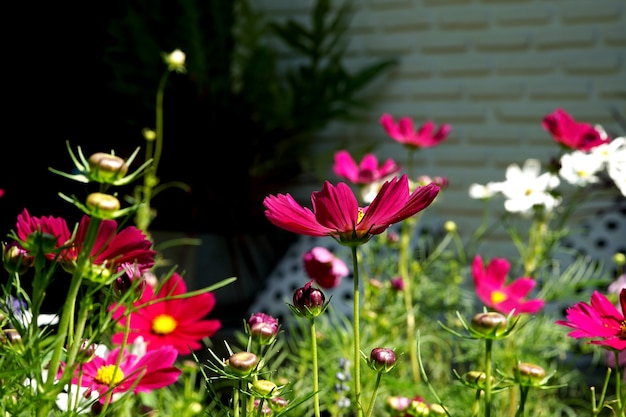 Flor colorida do Cosmos sulphureus no jardim