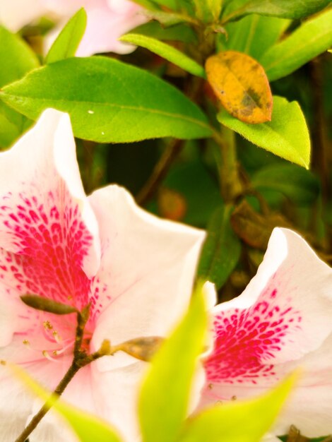 Flor colorida em fundo de flor