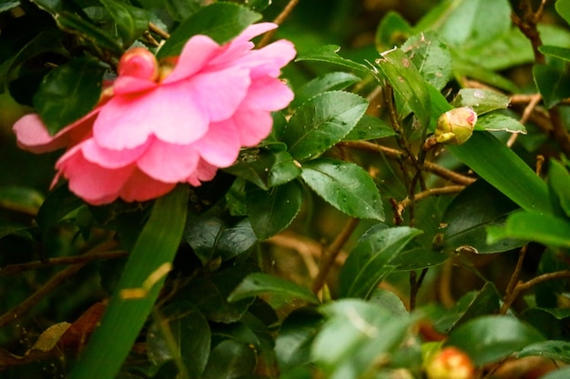 Flor colorida em fundo de flor