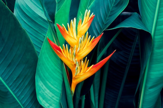 Foto flor colorida con fondo de textura de hoja verde oscuro