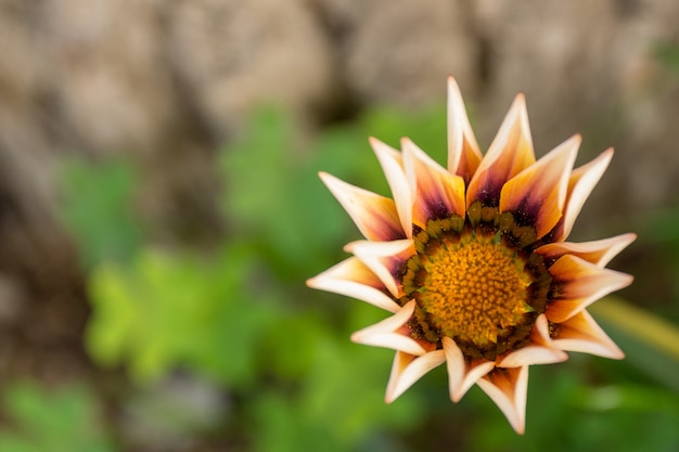 Flor colorida en el jardín