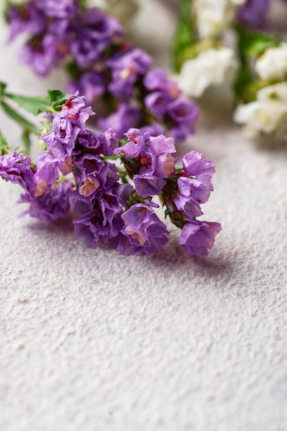 Flor colorida de Limonium en blanco