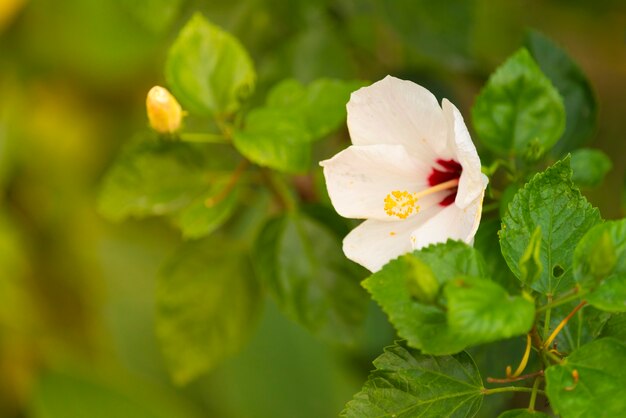 flor colorida na floresta tropical, Tailândia