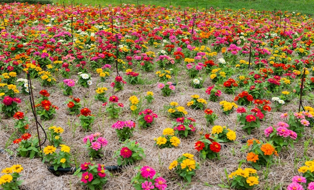 Flor colorida no jardim