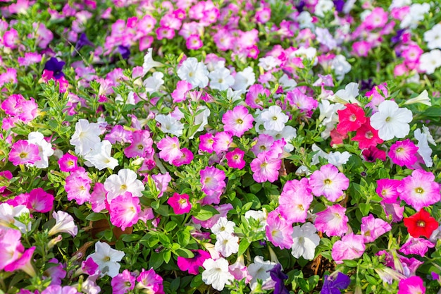 La flor colorida de la petunia está floreciendo en el campo