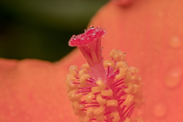 La flor colorida de Rosa-Sinensis del hibisco del polen con agua cae en el jardín.