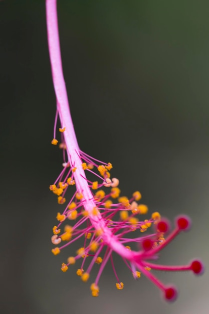 Foto flor colorida tropical costa rica