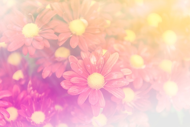 Foto flor colorida de zinnia en el jardín. tono de colores pastel