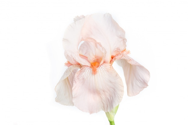 Flor colorido bonita da íris isolada no branco.