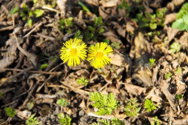 Flor Coltsfoot (Tussilago farfara) no prado