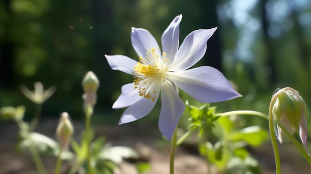 Flor Columbine de las Montañas Rocosas IA generativa bellamente florecida