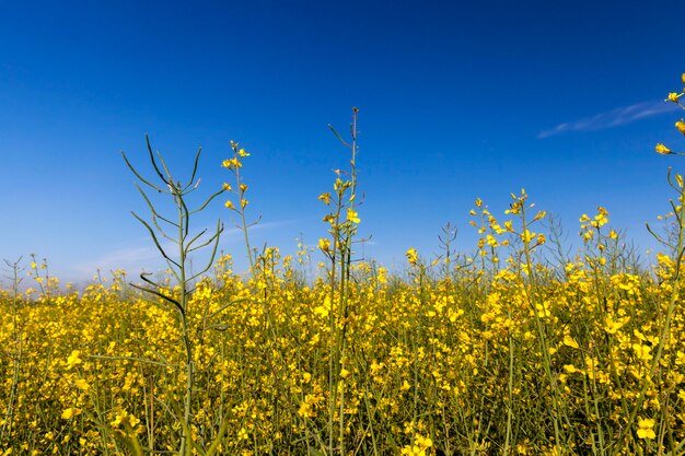 Foto flor de colza amarilla, graficada sobre un fondo de cielo azul