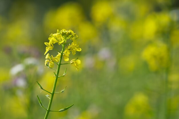 flor de colza amarilla en el primer plano del campo