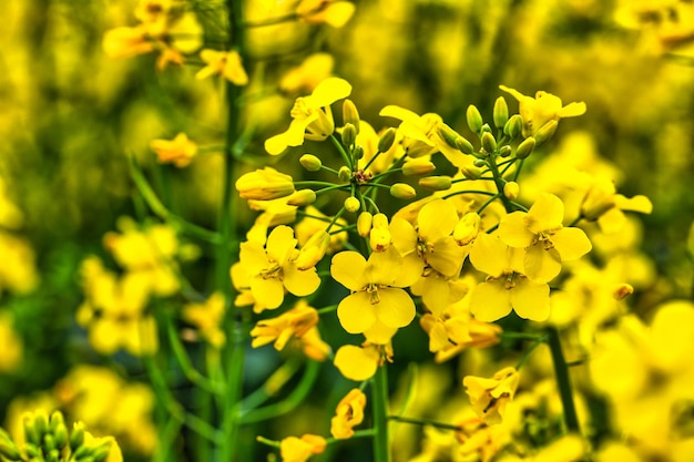 Flor de colza sobre un fondo amarillo verdoso de cerca