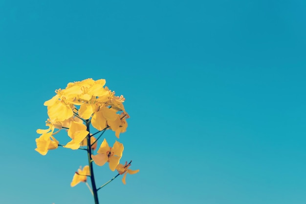 Flor de colza sobre un fondo de cielo azul Espacio para texto