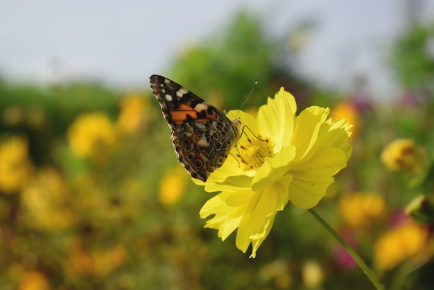 Flor com borboleta