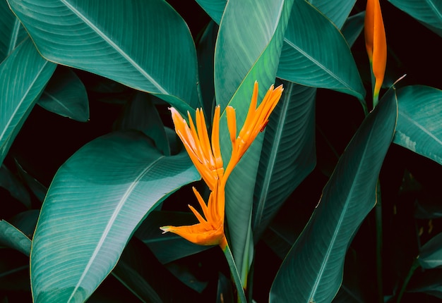 Flor, com, escuro, verde, folha, em, selva tropical, natureza