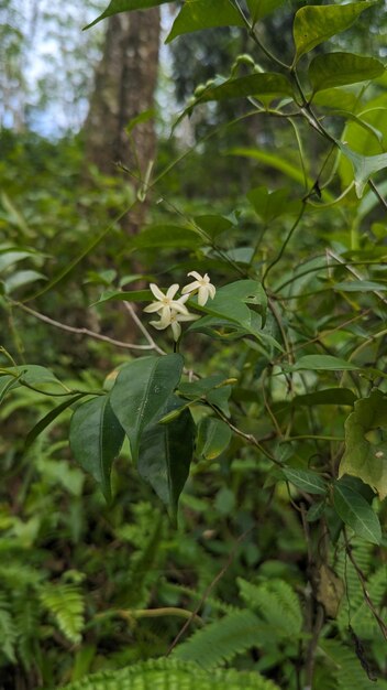 Foto flor com folhas