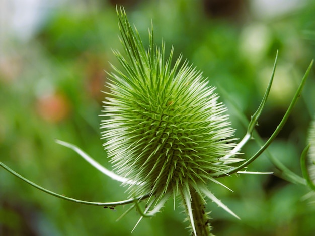 flor com gotas de água