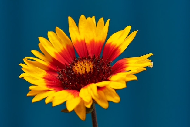 flor com pétalas coloridas