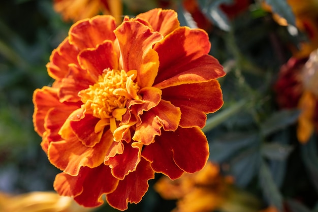 Flor com pétalas de laranja fechadas contra o fundo verde