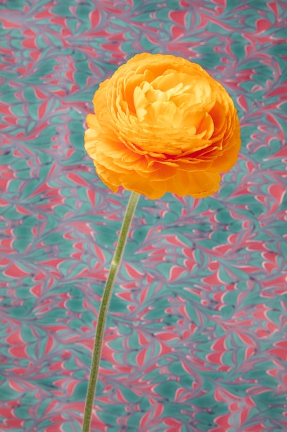 Foto flor com pintura psicodélica