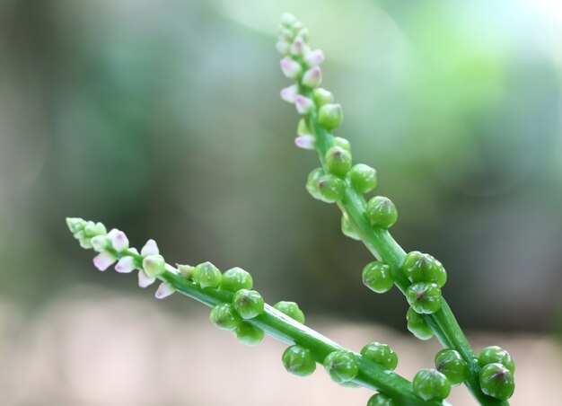 Flor comestible de Basella alba o espinaca malabar