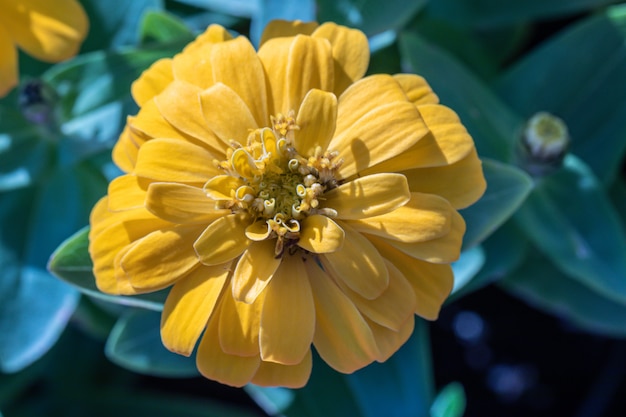 Flor comum amarela bonita do Zinnia (elegans do Zinnia) no jardim.