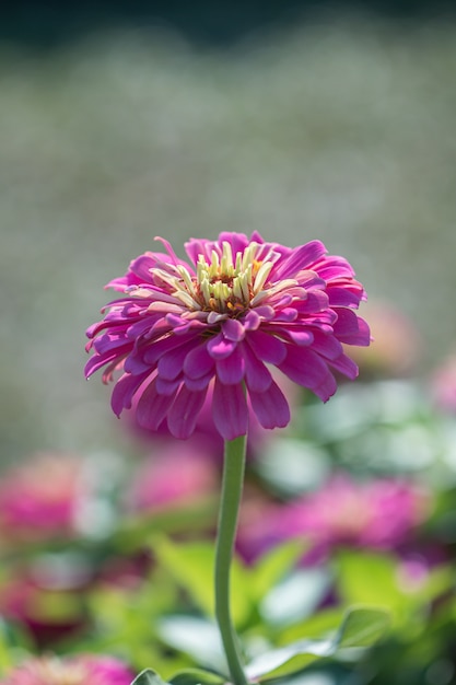 Flor comum cor-de-rosa bonita do Zinnia (Zinnia elegans) no jardim.