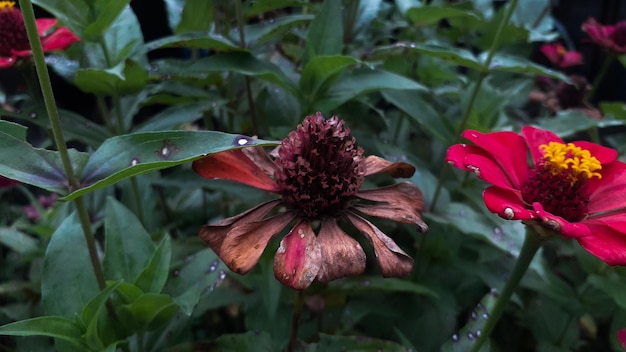 La flor común de Zinnia elegans o la colorida flor roja en el jardín comienzan a marchitarse