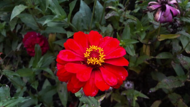 Flor común de Zinnia elegans o flor roja colorida en el jardín