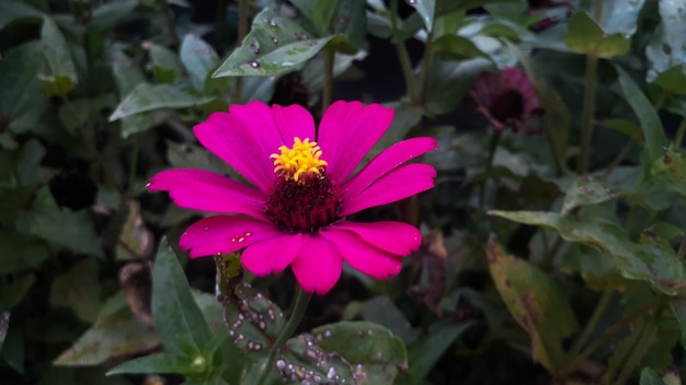 Flor común de Zinnia elegans o flor rosa colorida en el jardín