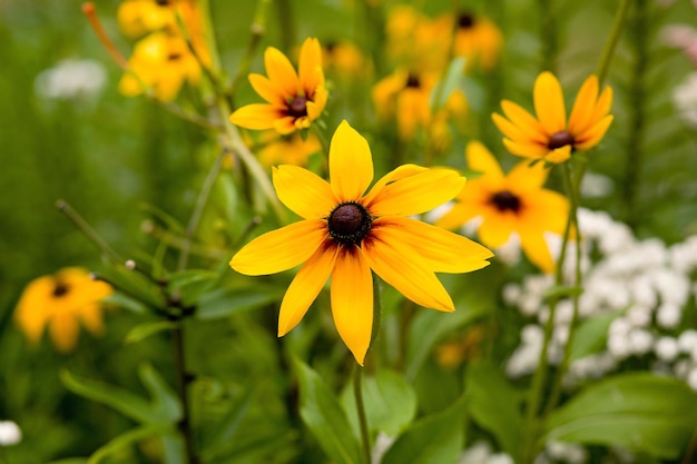 Flor de cono amarillo margaritas amarillas flores de jardín fotografía macro en un día de verano Rudbeckia