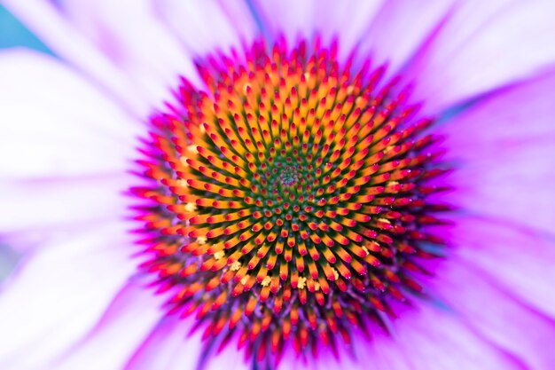 Flor del cono, equinácea.