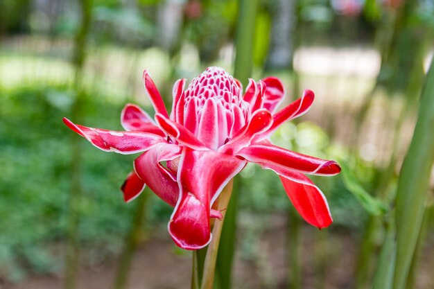 Flor conocida como la Batuta del Emperador ÃƒÂ ¢ Ã‚Â € Ã‚Â “Etlingera elatior en un parque en rio de janeiro, brasil.