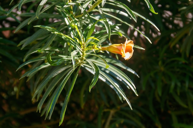 Flor cor de damasco de Cascabela thevetia Oleandro amarelo Porca da sorte