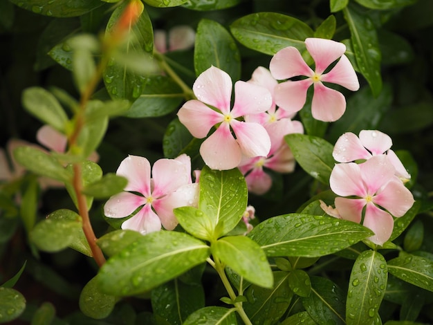 Foto flor cor-de-rosa cayenne jasmine periwinkle catharanthus rosea madagascar peri winkle vinca apocynaceae primavera no jardim em fundo desfocado da natureza