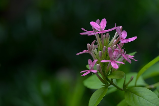 Flor cor-de-rosa da azálea e fundo verde. copie espaço