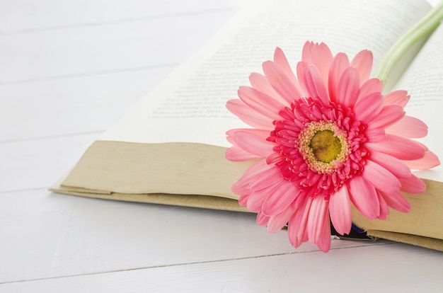 Flor cor-de-rosa da margarida de Gerbera no livro aberto
