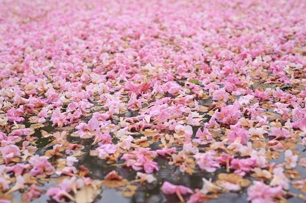 Flor cor-de-rosa da queda inteiramente na superfície da água ao ar livre.