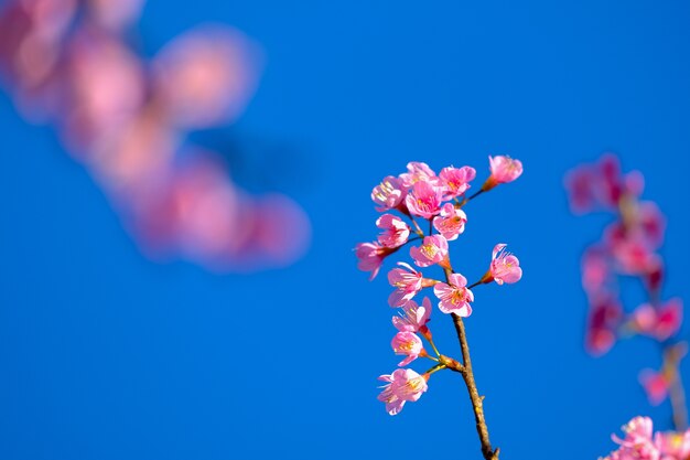 Flor cor-de-rosa de Sakura que floresce.