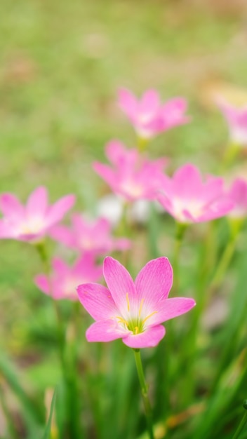 Flor cor-de-rosa do lírio de zephyranthes em um jardim.