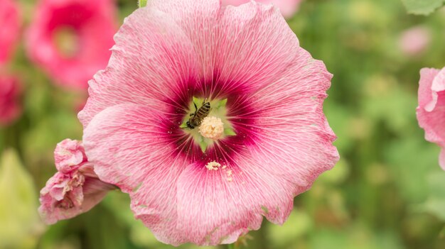 Flor cor-de-rosa dos Hollyhocks em um jardim.