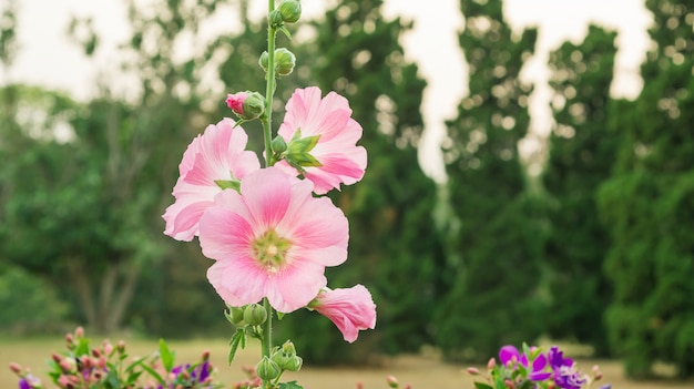 Flor cor-de-rosa dos hollyhocks em um jardim.