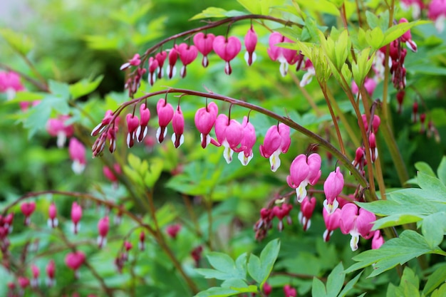 Foto flor corazón roto (corazón de jeanette). el corazón sangrante (dicentra).